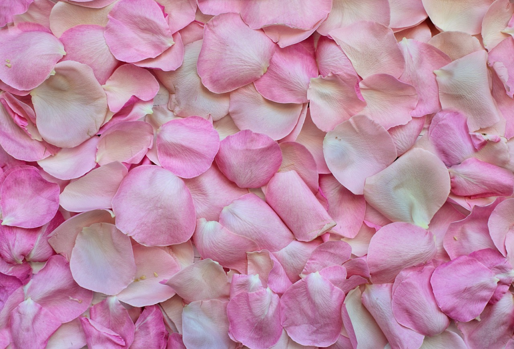 ROSAS PETALOS