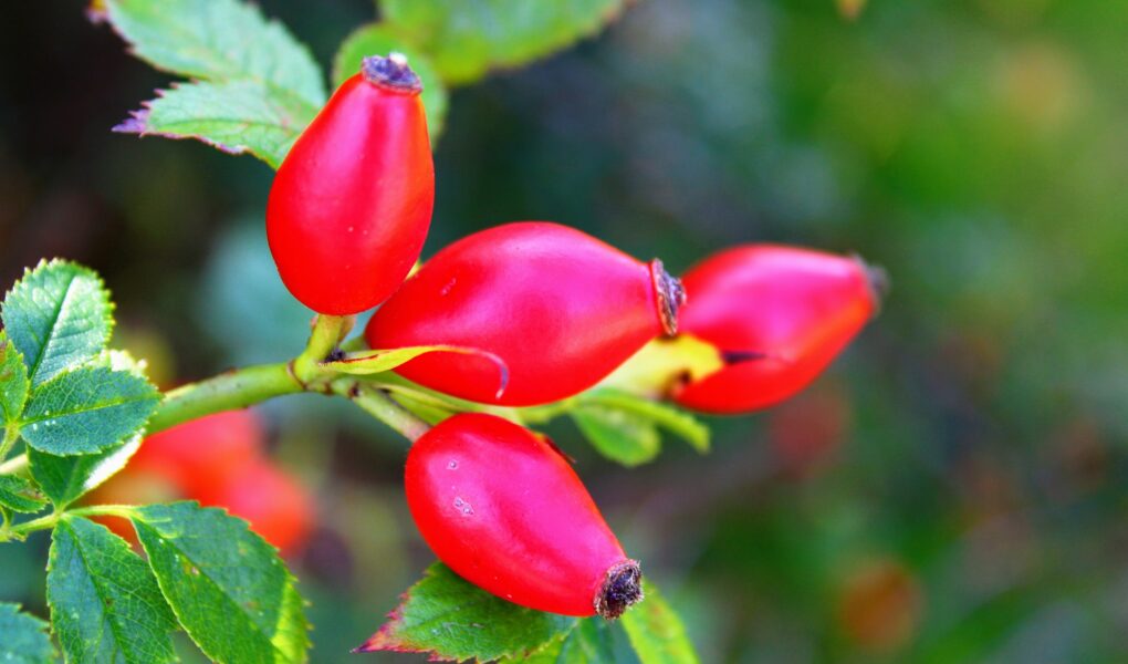 rosa mosqueta