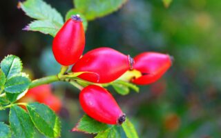 rosa mosqueta