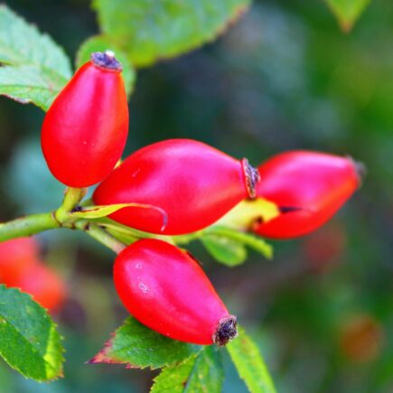 rosa mosqueta