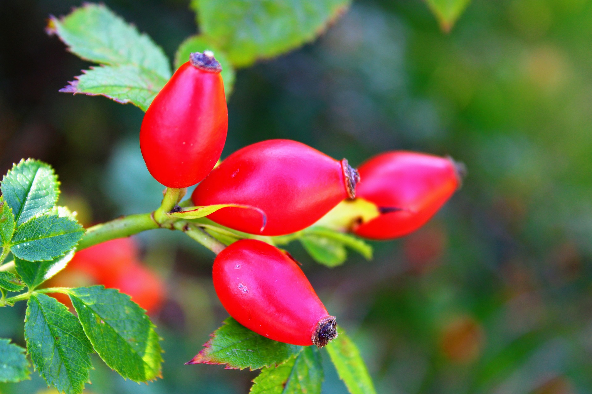 rosa mosqueta