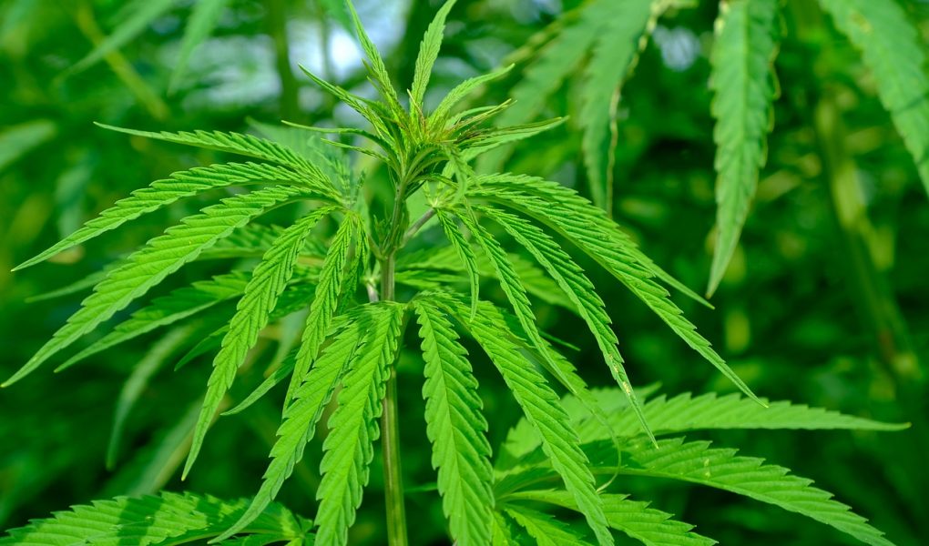 cannabis sativa