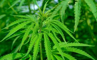 cannabis sativa