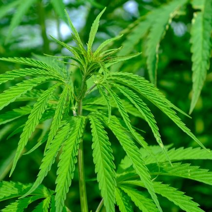 cannabis sativa