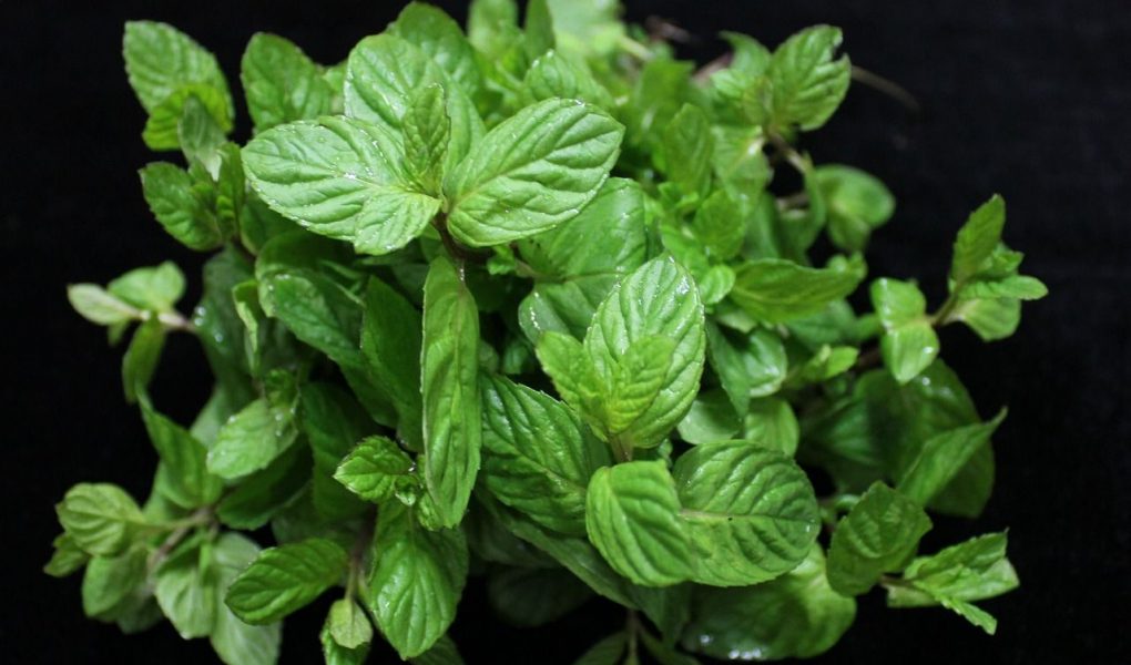 MENTA