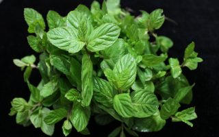 MENTA