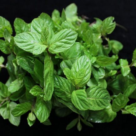 MENTA