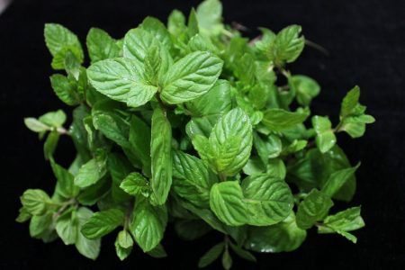 MENTA