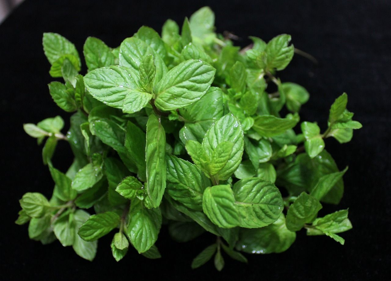 MENTA