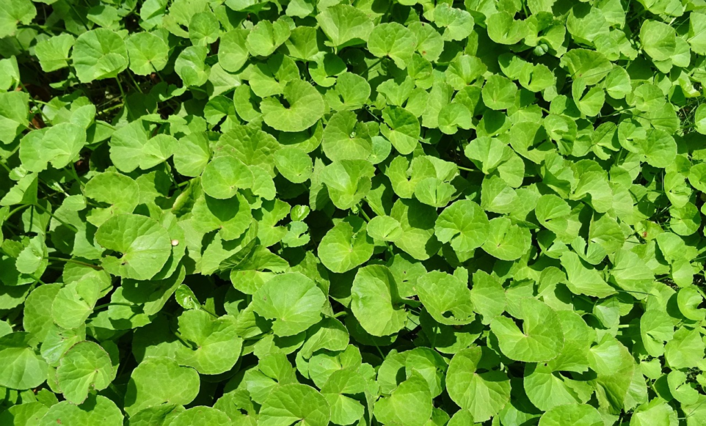 CENTELLA ASIATICA PLANTA